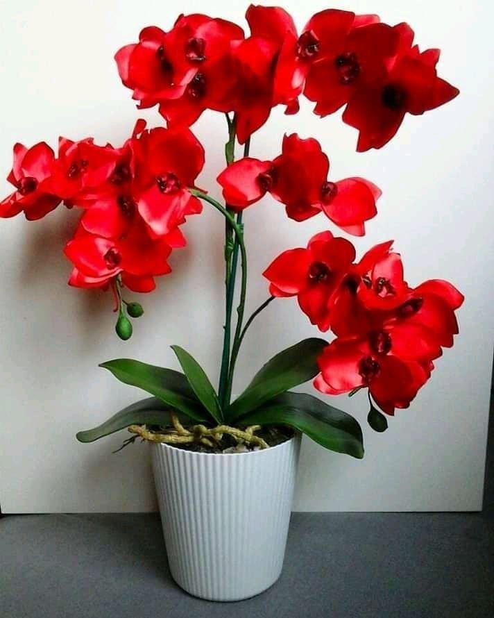Red Cymbidium Flower with white flower pot
