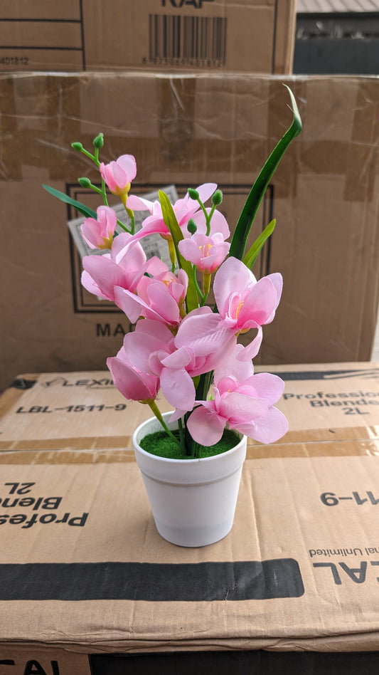 Pink Cymbidium Flower with white flower pot