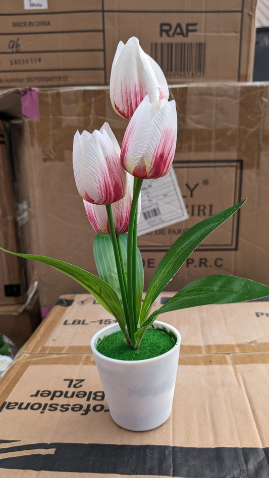 White tulip flower with vase